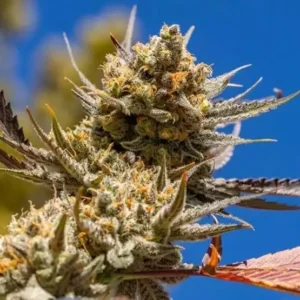 Ethos Lemon Berry Candy OG R2 – 5er Packung