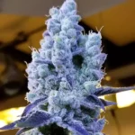 Ethos Mandarin Cookies V2 5er Packung