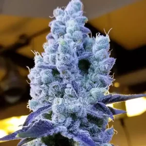 Ethos Mandarin Cookies V2 5er Packung