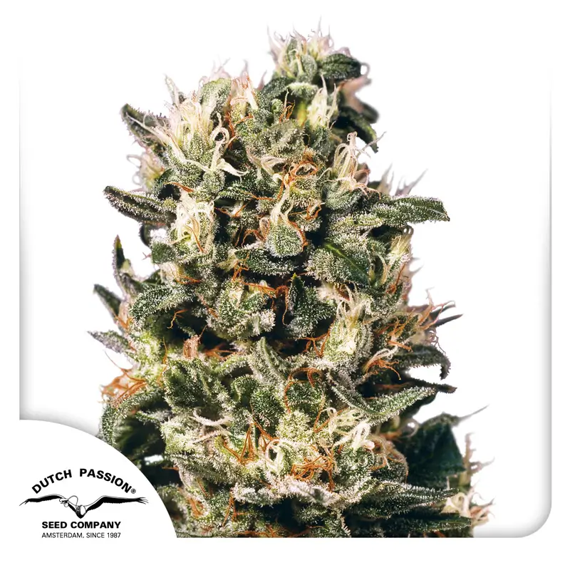 Dutch Passion Euforia 3er Pack