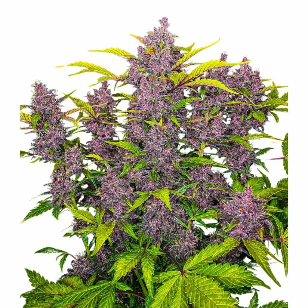 Fast Buds Blackberry Auto - 3er Packung – Bild 3