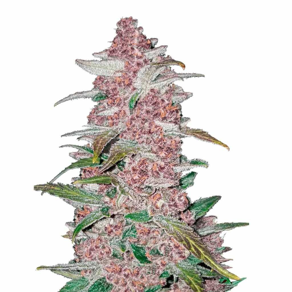 Fast Buds Blackberry Auto - 3er Packung