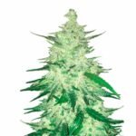 Fast Buds CBD 1:1 Auto - 3er Packung