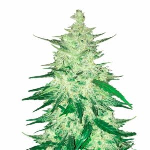 Fast Buds CBD 1:1 Auto – 3er Packung