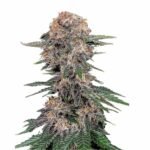 Fast Buds Cherry Cola Auto 3er Pack
