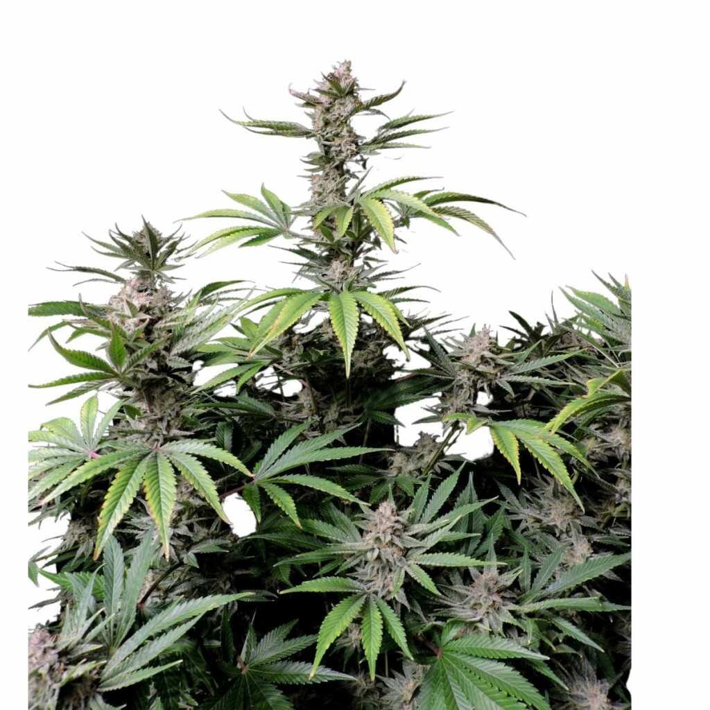 Fast Buds Cherry Cola Auto 3er Pack – Bild 2