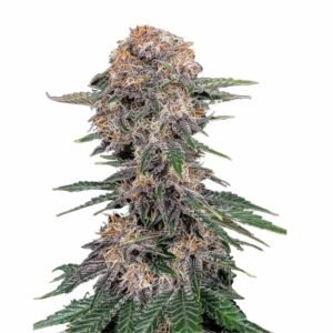 Fast Buds Cherry Cola Auto 3er Pack