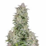 Fast Buds Forbidden Runtz Auto