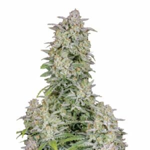 Fast Buds Forbidden Runtz Auto