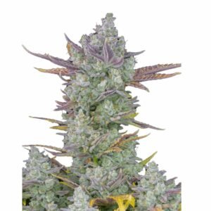 Fast Buds Gorilla Cookies Auto – 3er Packung