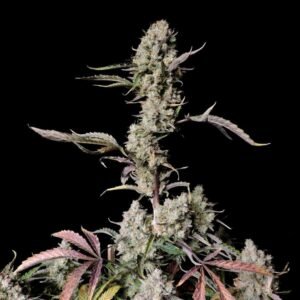 Fast Buds Gorilla Zkittlez Auto – 3er Packung
