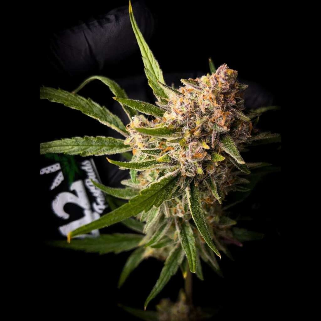Fast Buds Guava Auto 3er Pack – Bild 2