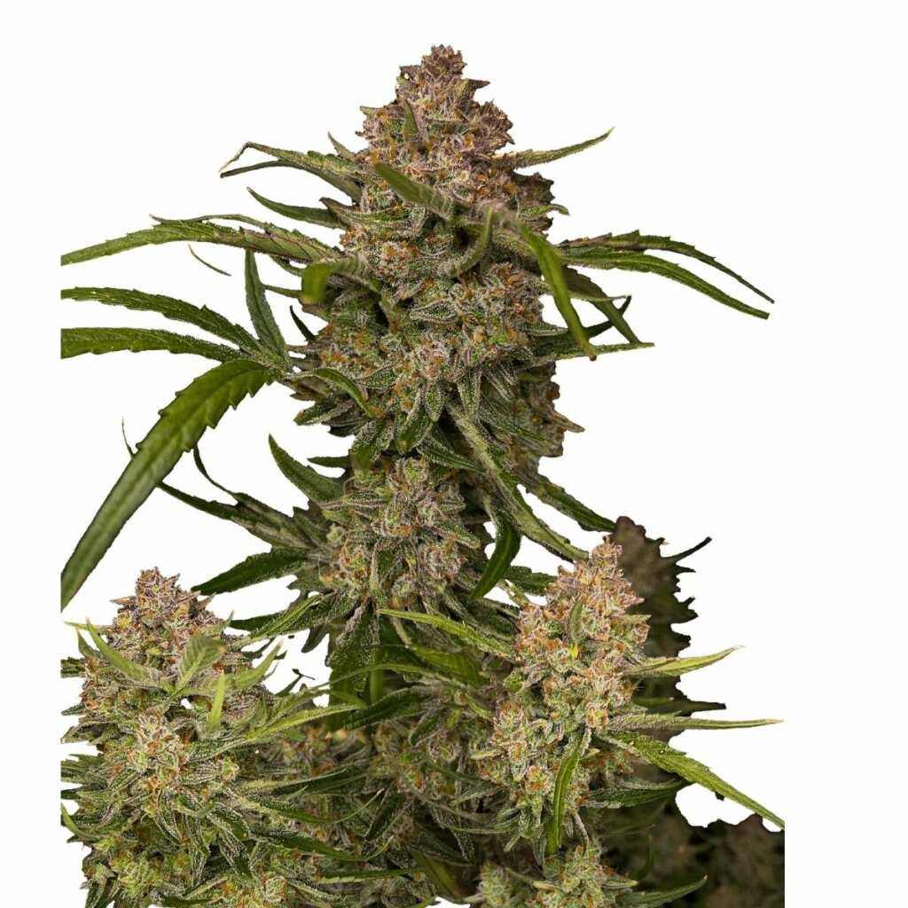 Fast Buds Guava Auto 3er Pack