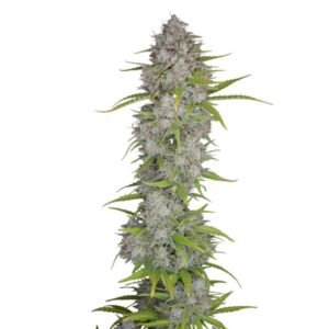 Fast Buds Orange Sherbet Auto – 3er Packung