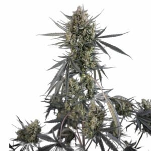 Fast Buds Pound Cake Auto – 3er Packung