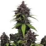 Fast Buds Purple Haze Auto