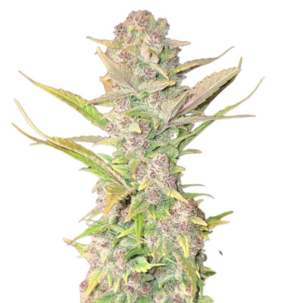 Fast Buds Purple Haze Auto – Bild 3