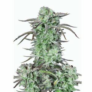 Fast Buds Strawberry Banana Auto – 3er Packung