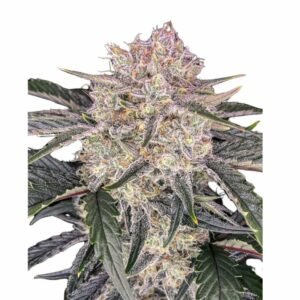 Fast Buds Strawberry Gorilla Auto – 3er Packung