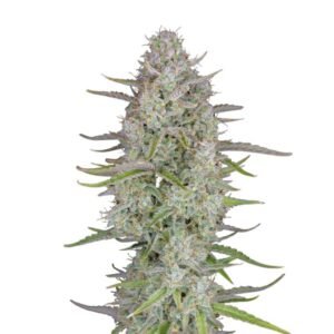 Fast Buds Wedding Cheesecake Auto – 3er Packung