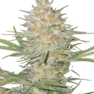 Fast Buds Z-up Auto – 3er Packung