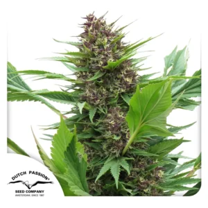 Dutch Passion Frisian Duck 3er Pack