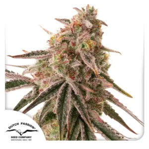 Dutch Passion Frozen Biscotti 3er Pack