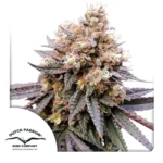 Dutch Passion GMO Fast 3er Pack