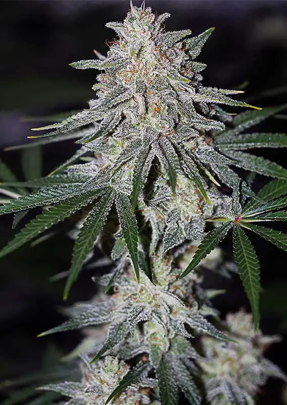 Dutch Passion Glueberry O.G. 3er Pack – Bild 2