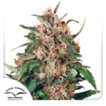 Dutch Passion Hollands Hope 3er Pack