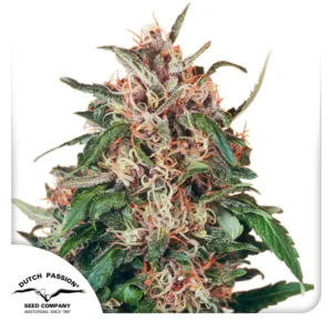 Dutch Passion Hollands Hope 3er Pack