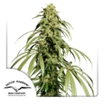 Dutch Passion Ice Cream Haze