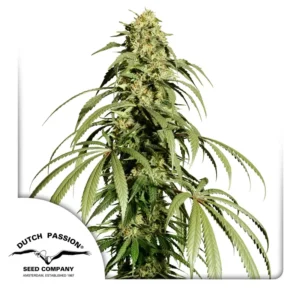 Dutch Passion Ice Cream Haze
