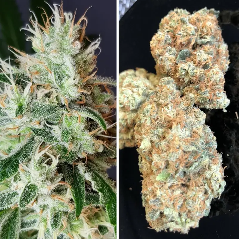 Dutch Passion Lemon O.G. – Bild 4