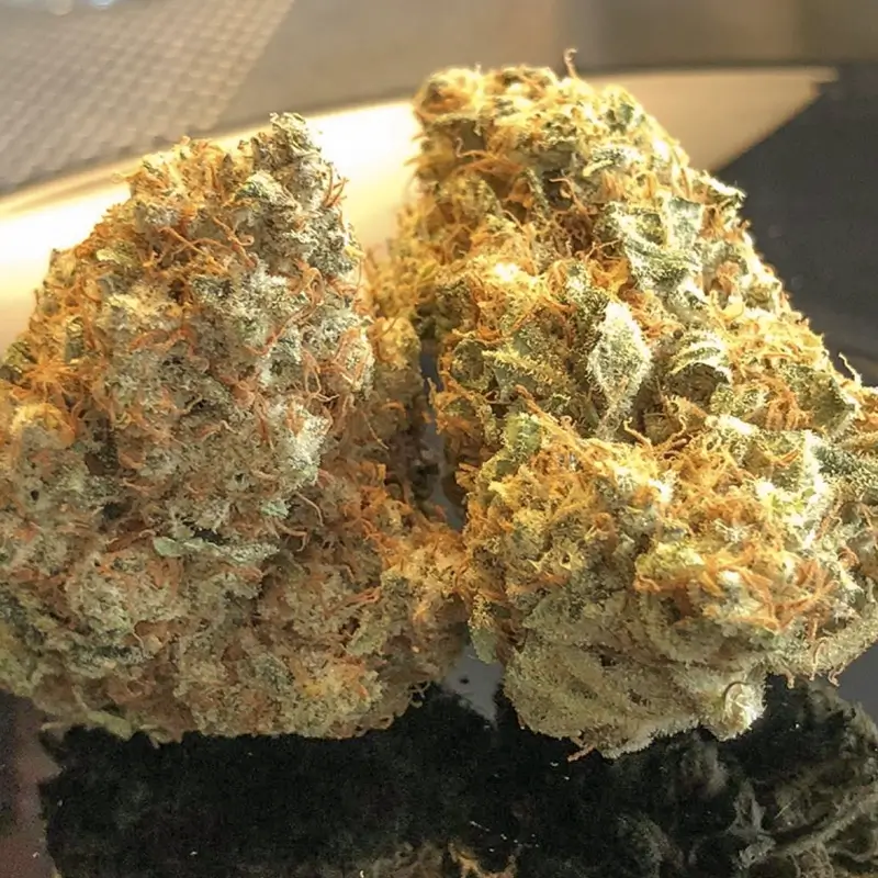 Dutch Passion Lemon O.G. – Bild 3