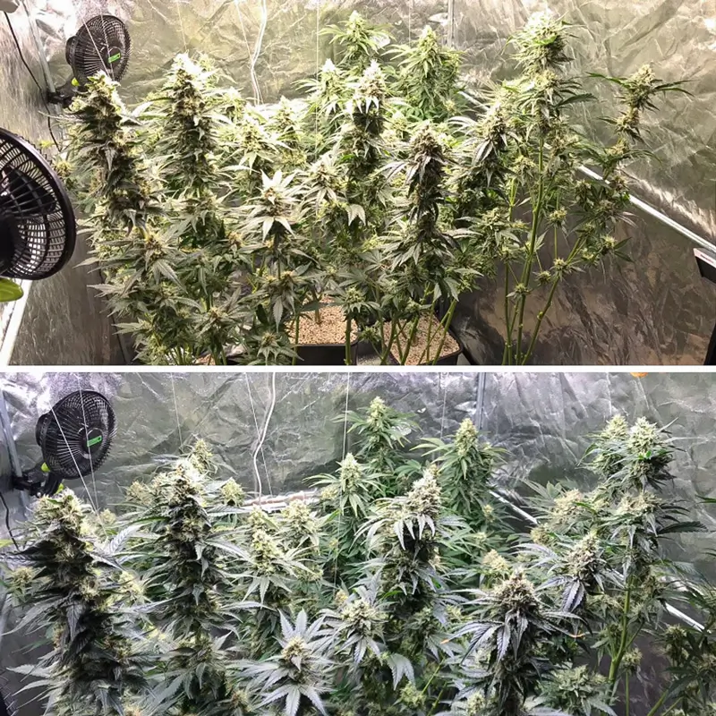 Dutch Passion Lemon O.G. – Bild 2