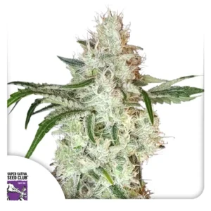 Dutch Passion Lemon O.G.