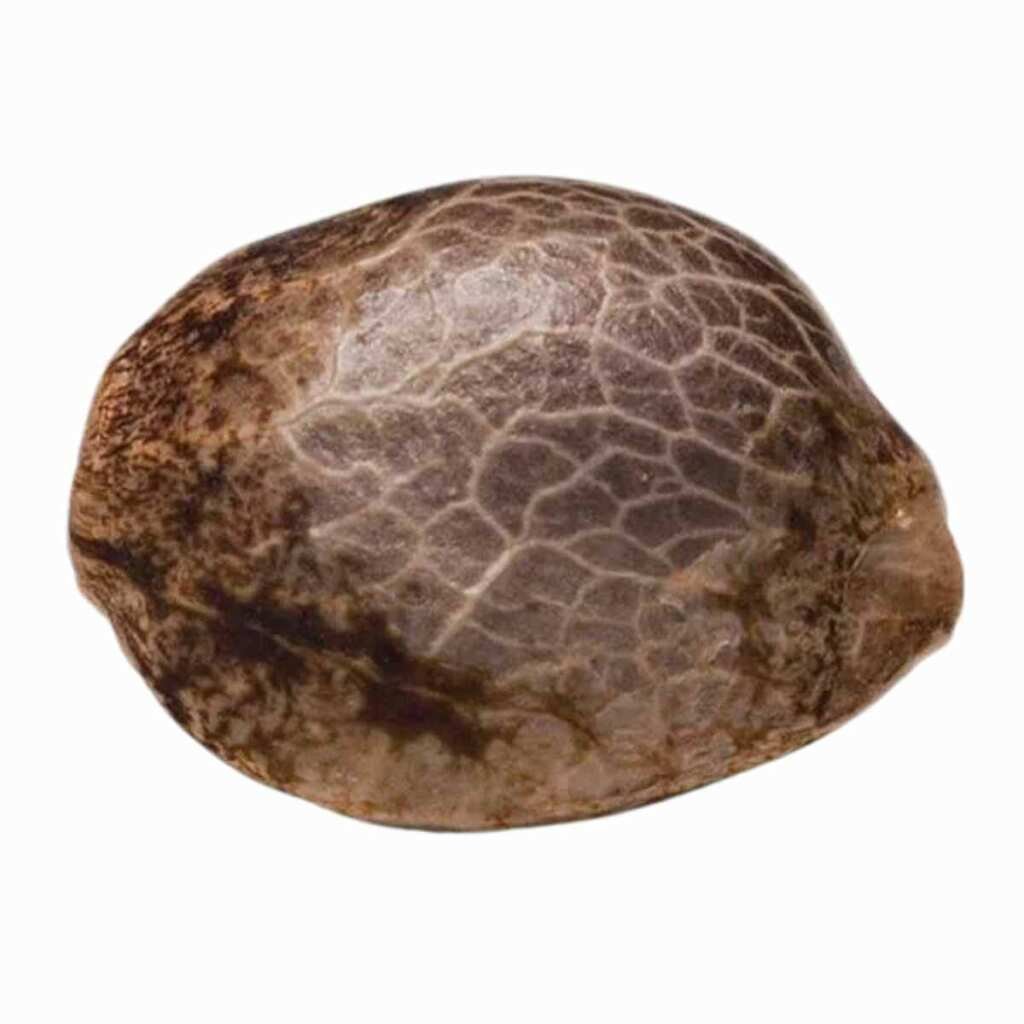 Paradise Seeds Californian Gold – Bild 2