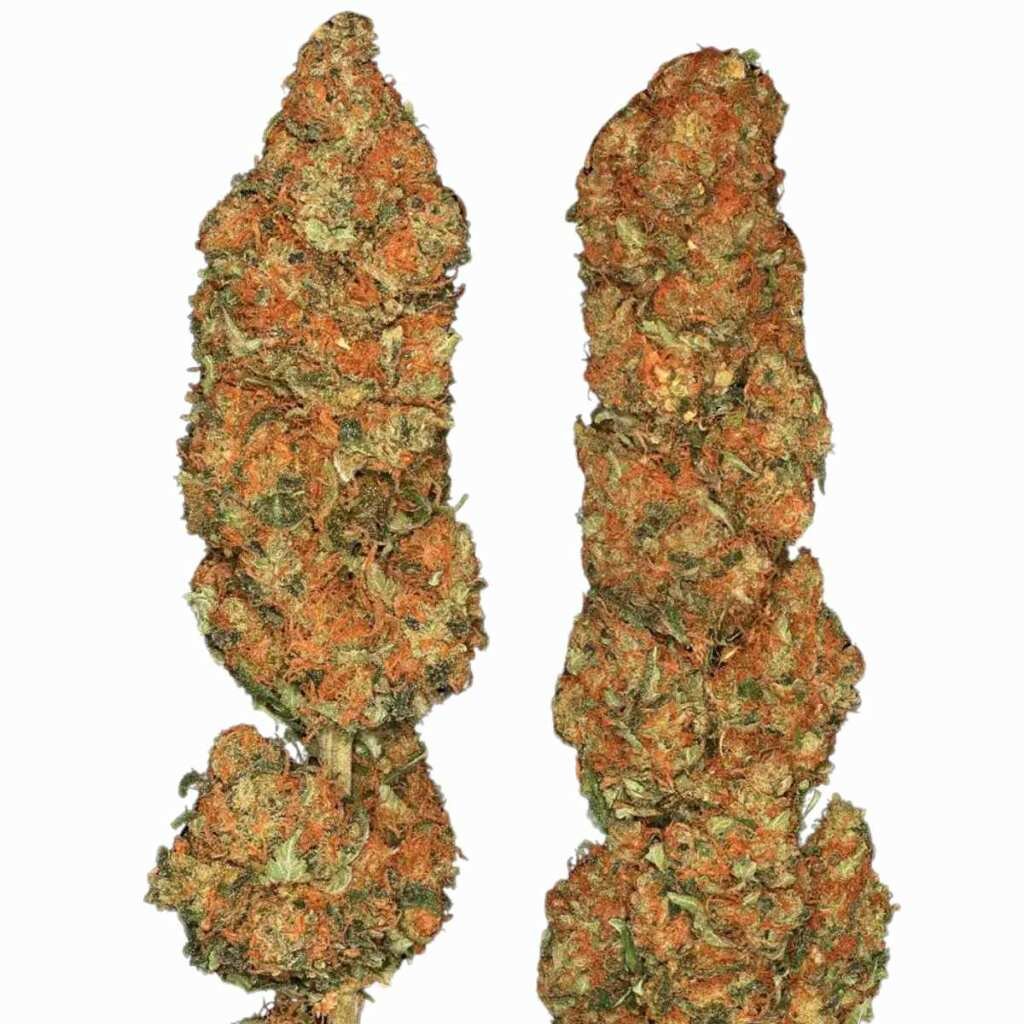 Paradise Seeds Californian Gold – Bild 3