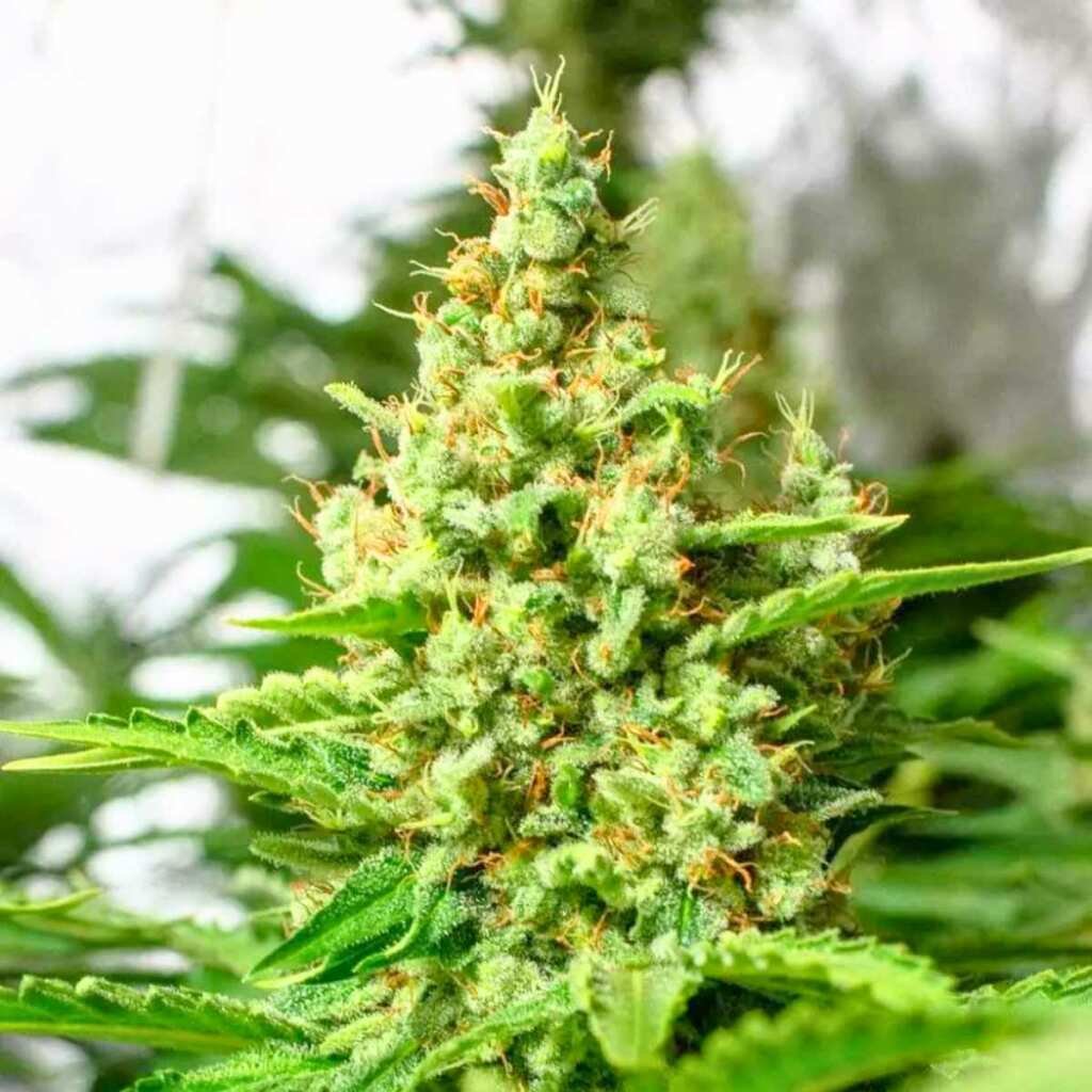 Paradise Seeds Californian Gold – Bild 4