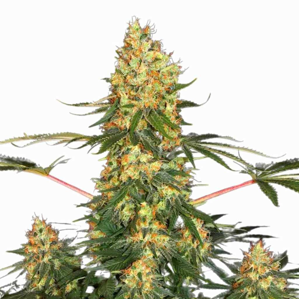 Paradise Seeds Californian Gold – Bild 5