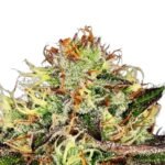 Paradise Seeds Chocolate Wafflez
