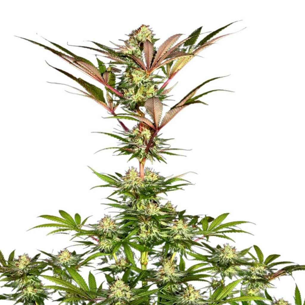 Paradise Seeds Chocolate Wafflez – Bild 3