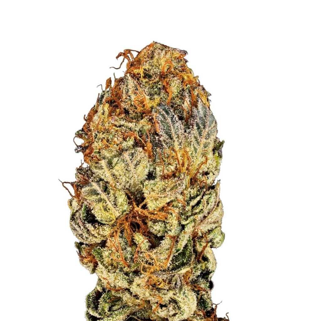 Paradise Seeds Chocolate Wafflez – Bild 4
