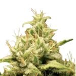 Paradise Seeds Opium