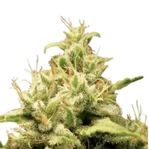 Paradise Seeds Opium