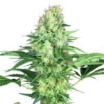 Paradise Seeds Original White Widow (IBL)