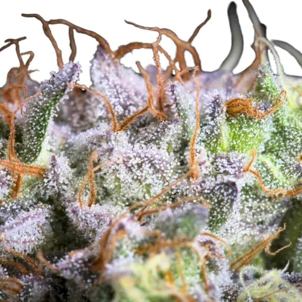 Paradise Seeds Purple Mints – Bild 3