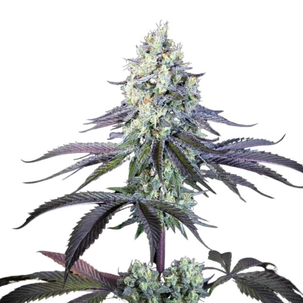 Paradise Seeds Purple Mints – Bild 2