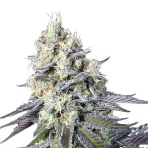 Paradise Seeds Purple Mints